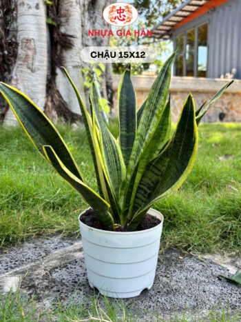 CHẬU NHỰA 15x12 - Ảnh 4