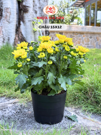 CHẬU NHỰA 15x12 - Ảnh 3