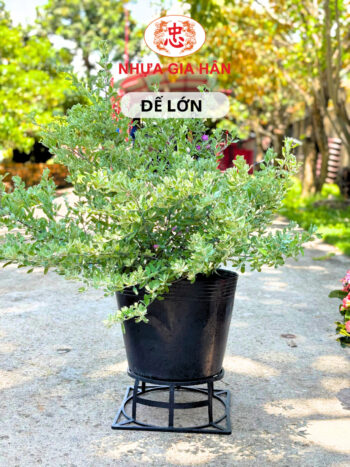 ĐẾ LỚN 30.5X12 - Ảnh 3